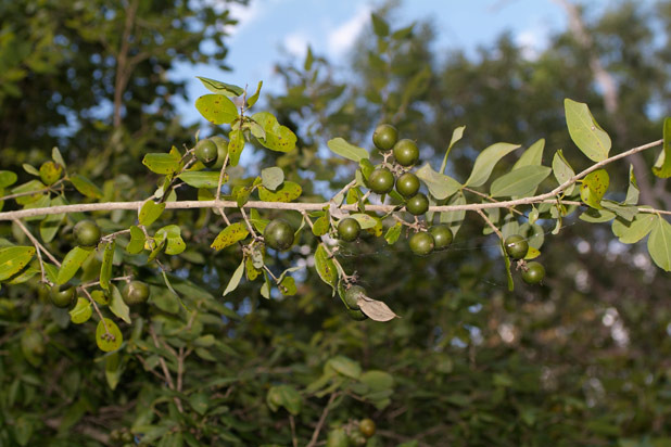 Strychnine Seeds