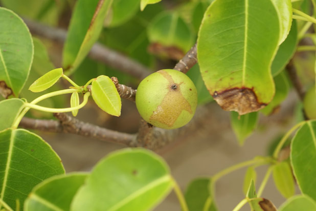 "The Apples of Death"