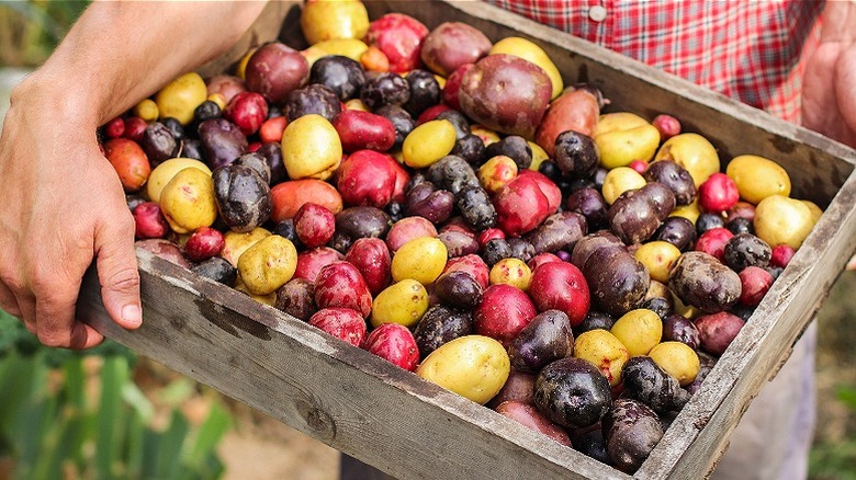 Variety of fingerling potatoes