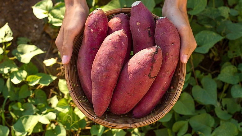 Hands holding sweet potatoes basket