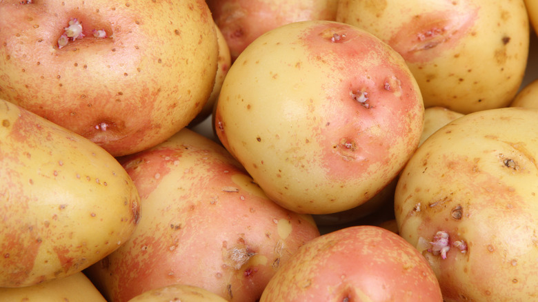 close up king Edward potatoes