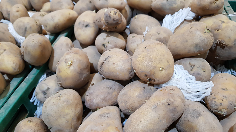 two russet potatoes