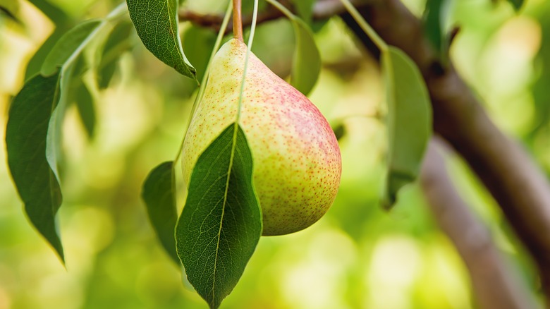 pear hanging on a branch