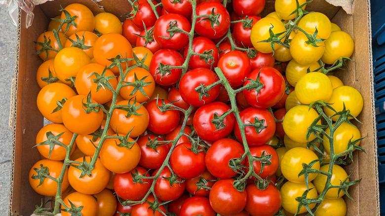 A box of brightly colored tomatoes on vines