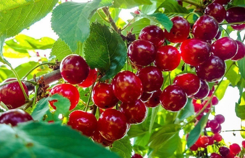 Montana: Flathead Cherry