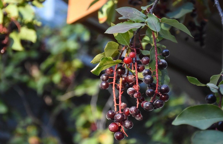 North Dakota: Chokecherry