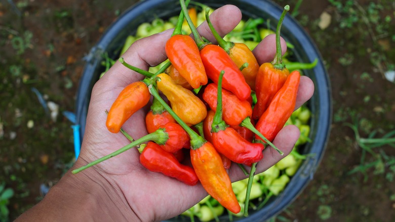 hand holding datil peppers