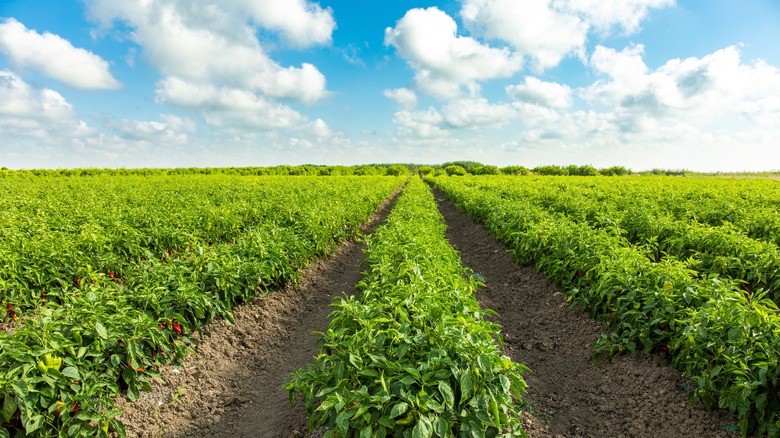 field of pepper plants