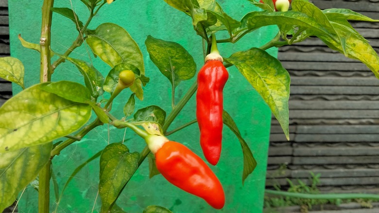 datil peppers growing