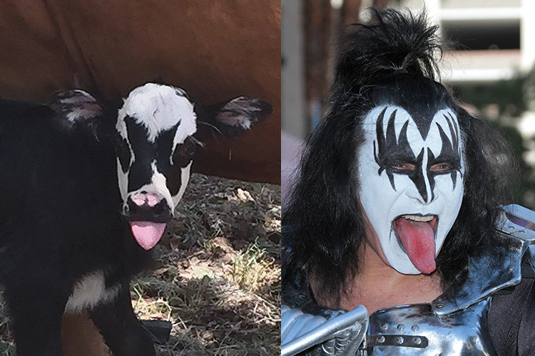 Gene Simmons