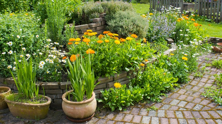 backyard herb garden