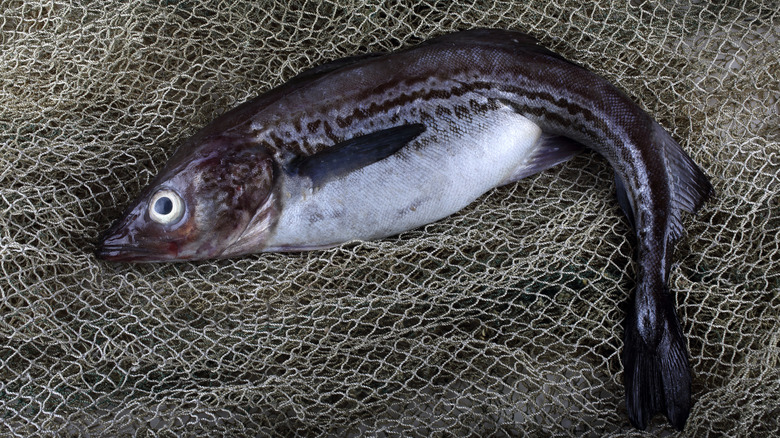 Alaska pollock in net