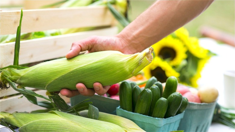 Hand holding corn in husk