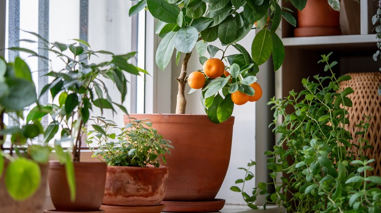 clementine tree in a window