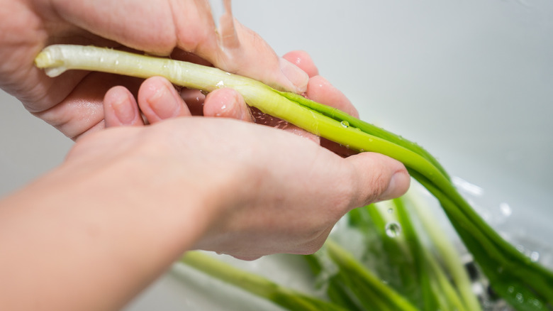 Person washing fresh green onions