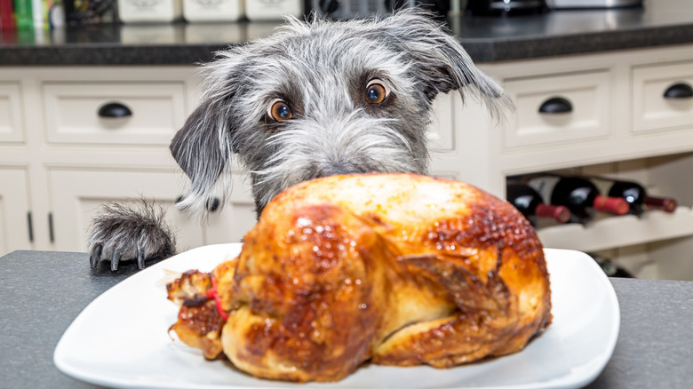 dog staring at turkey