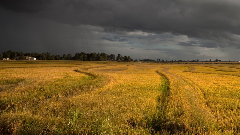 Storm brewing over Arkansas paddy