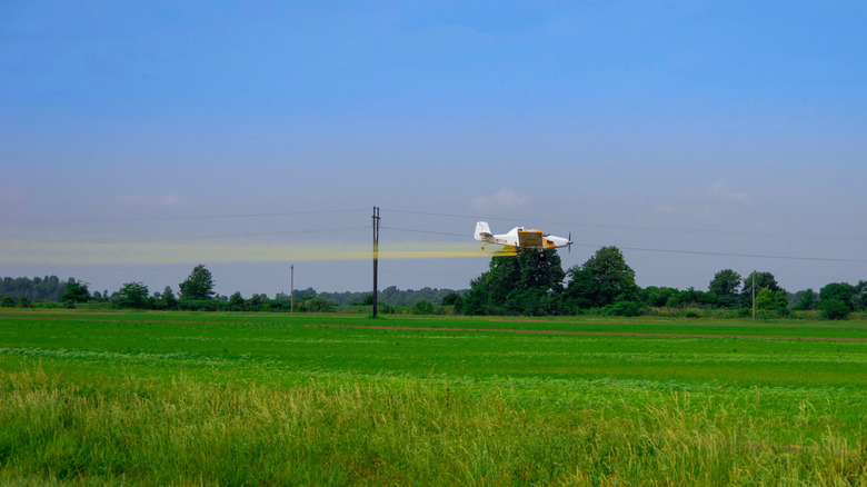 Plane crop dusting Arkansas rice