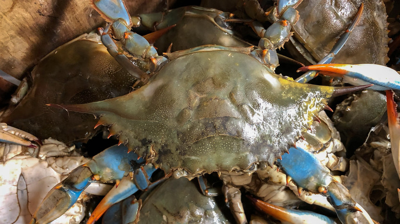 raw soft-shell crab