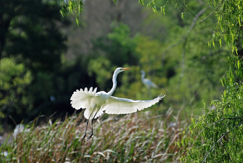 Avery Island