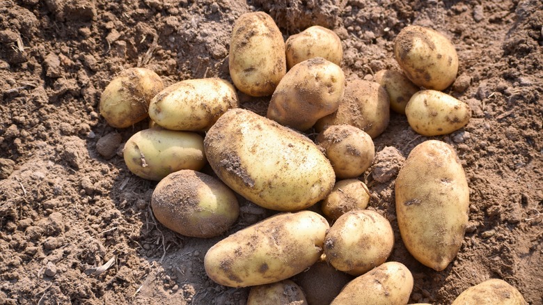 Potatoes in the dirt