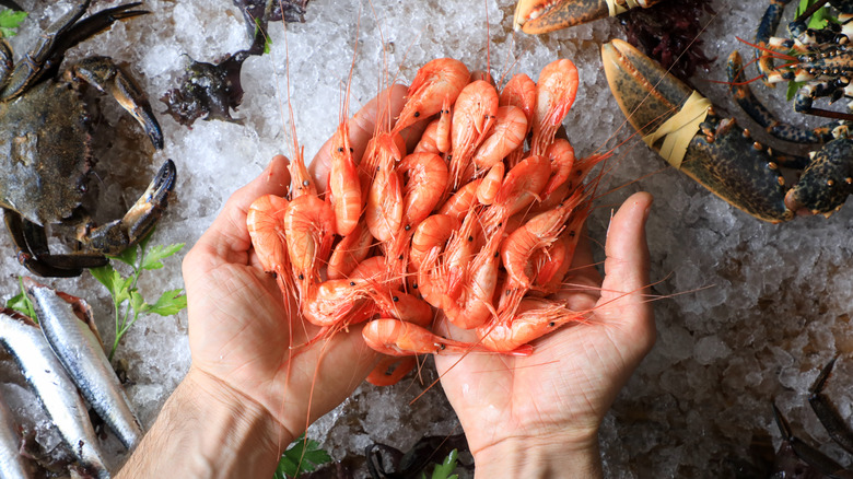 hands holding fresh shrimp