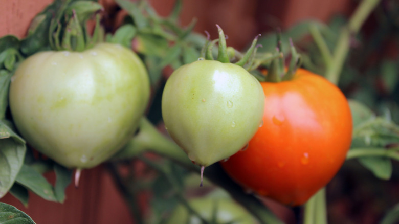 Unripe green and ripe red tomatoes