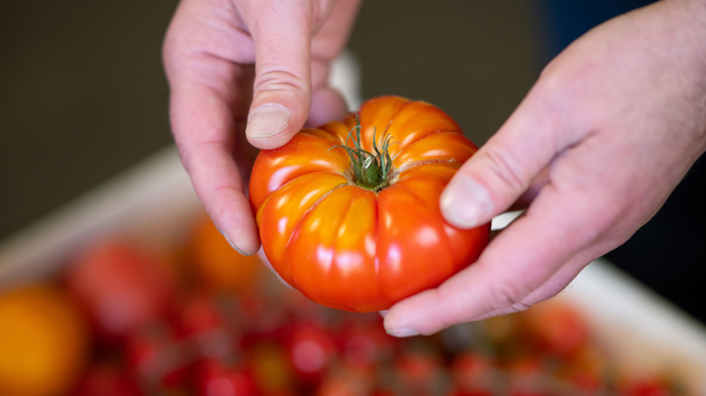 Hands feeling a tomato