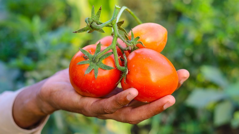Hand holding freshly picked tomatoes