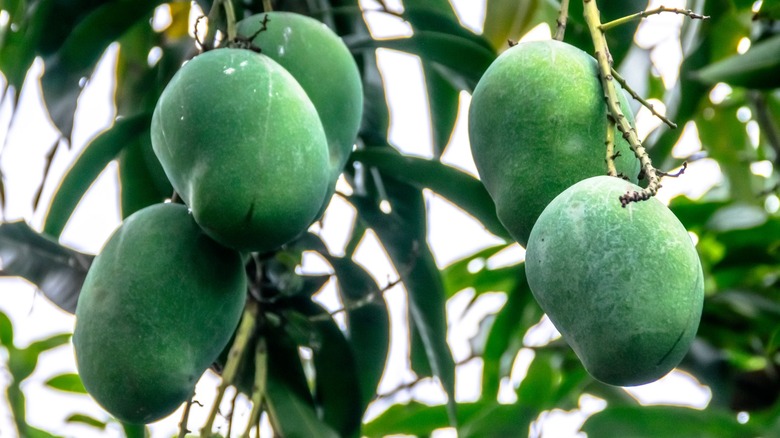 Green, unripe mangoes on a tree