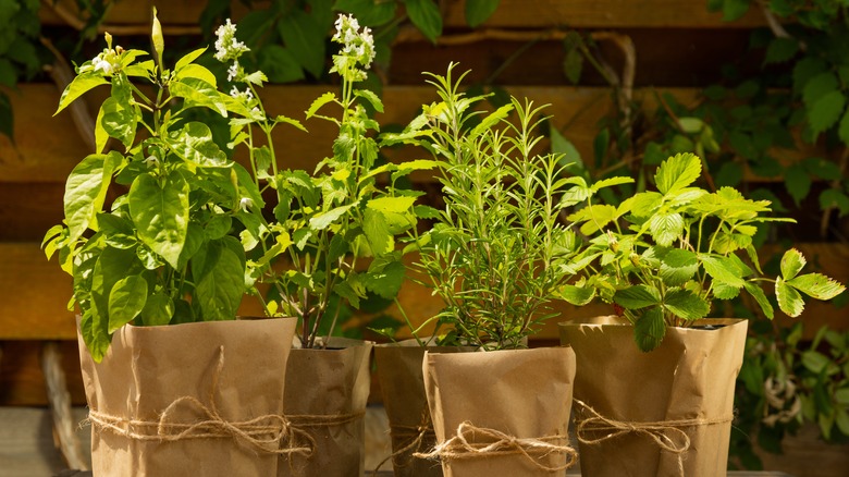 Row of potted herbs