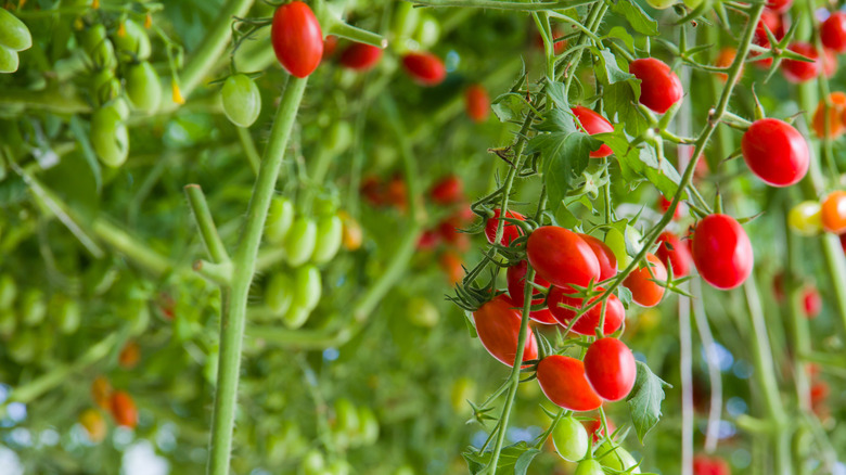 tomatoes growing on a vine