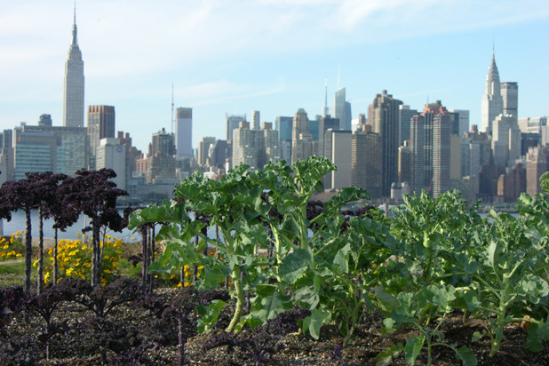 #4 Rooftop Farms 