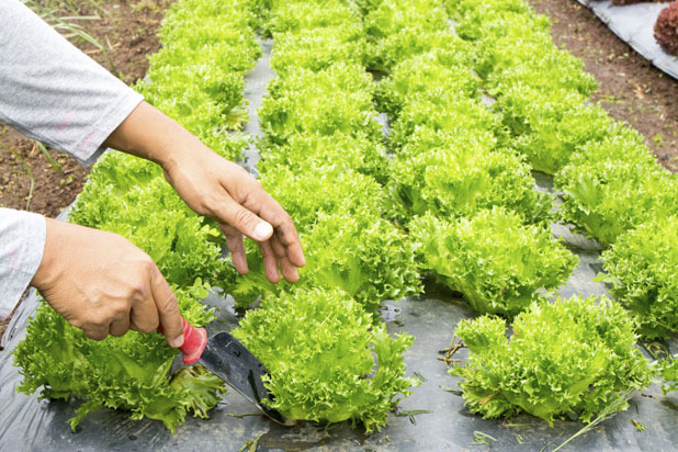 1) More Chefs Owning Full-Scale Farms