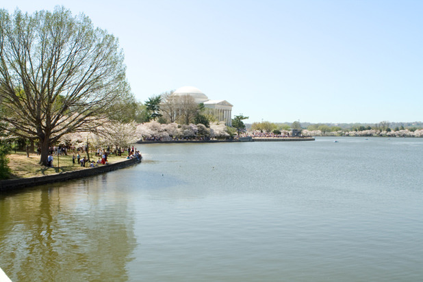 Best Seasonal Spot: Tidal Basin, Washington, D.C. 