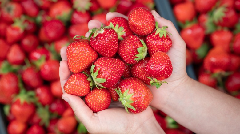 hands holding fresh strawberries