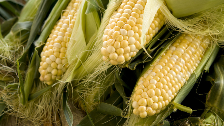 fresh corn still in husks