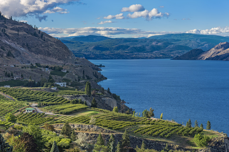 Vineyards near Okanagan Lake