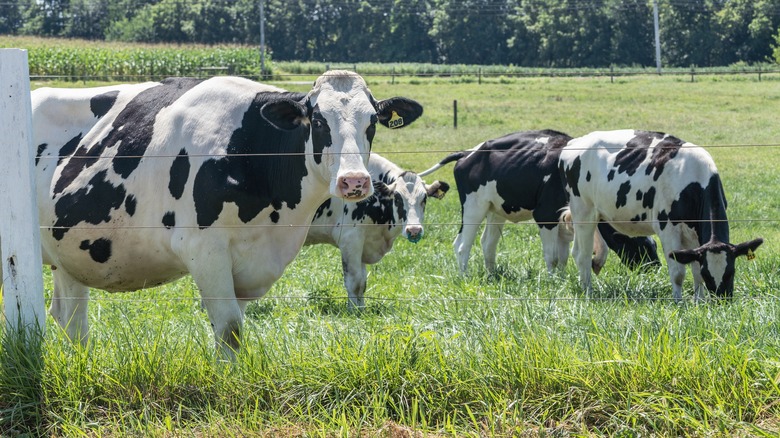 cows grazing in lancaster county pennsylvania