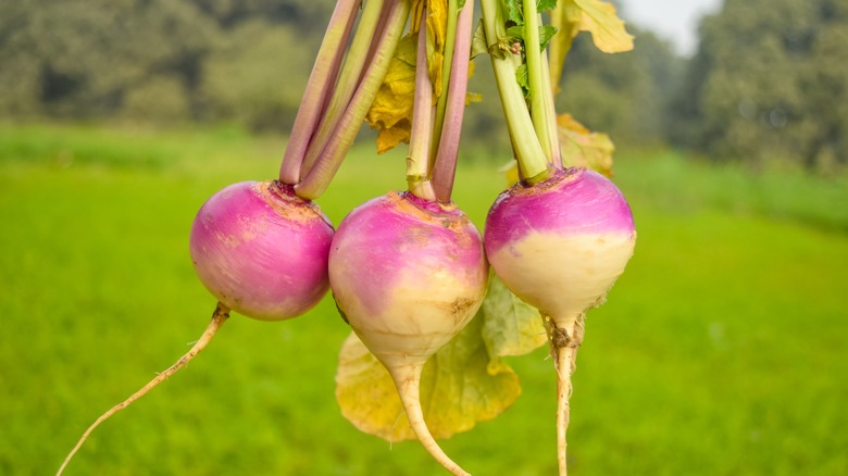 bunch of turnips