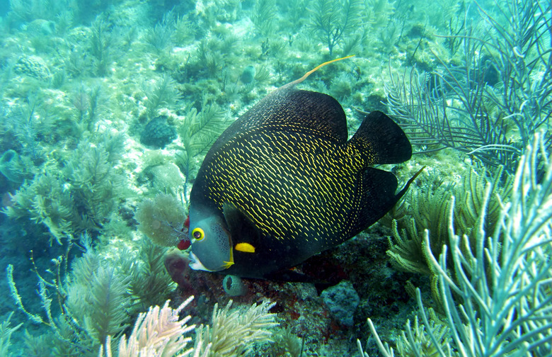 Reef Fish