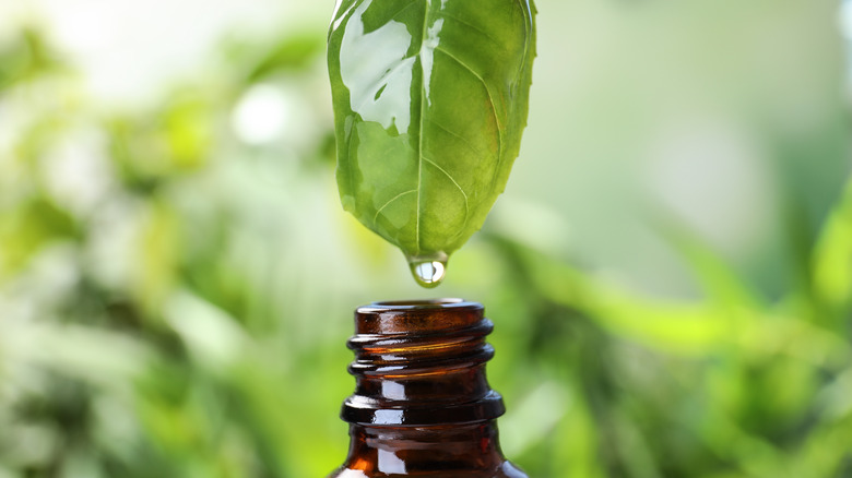 oil dripping from basil leaf into bottle