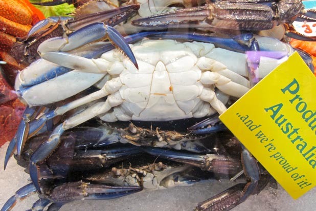 Blue Swimmer Crabs