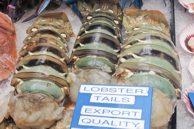 Enormous Lobster Tails