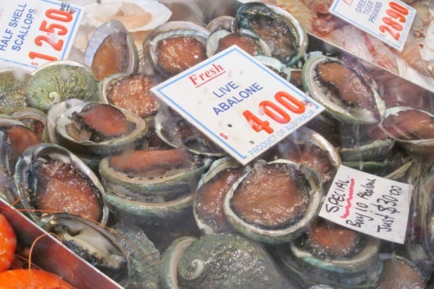 Fresh Live Abalone