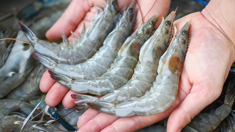 Grey fresh, whole shrimp showcased in a person's hands