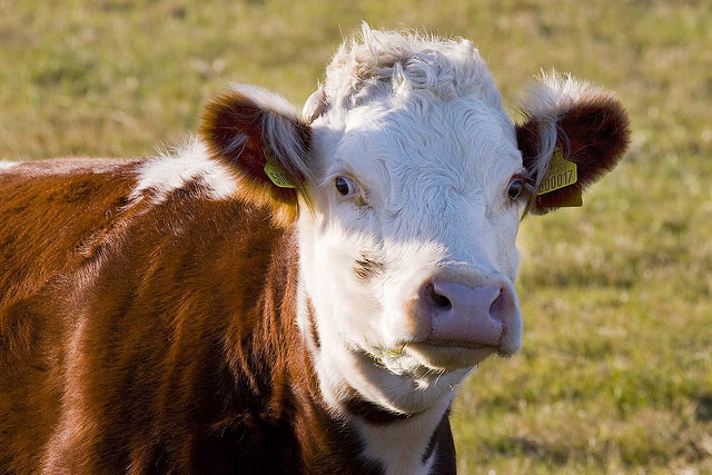 Keeping Cows Safe