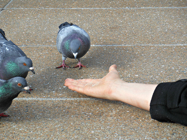 Don't Feed the Birds