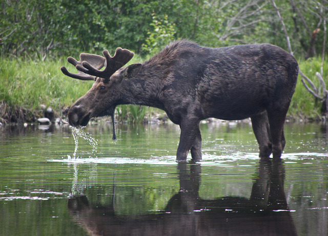 A Moose Would Make For a Bad Beer Pong Buddy