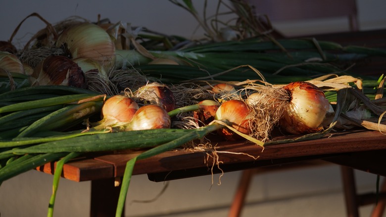 fresh Walla Walla onions sunbathing on a table